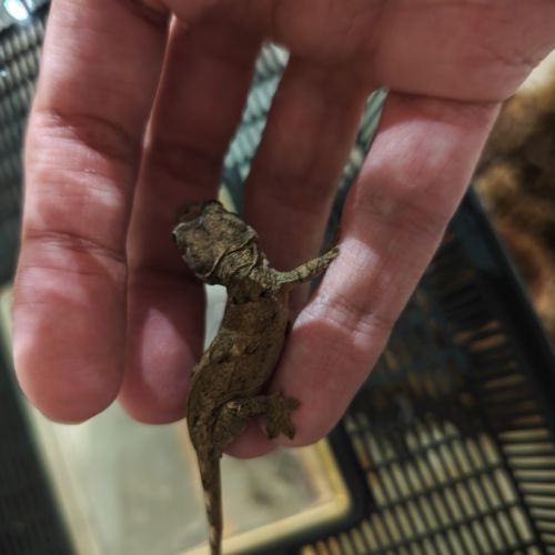 Vente mniarogekko chahoua