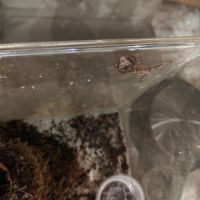 Vente mniarogekko chahoua #1