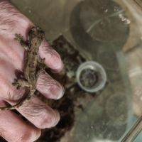 Vente mniarogekko chahoua #2