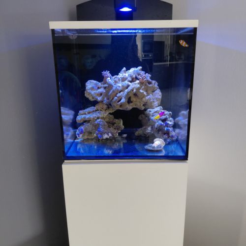 Poissons avec aquarium eau de mer complet #1