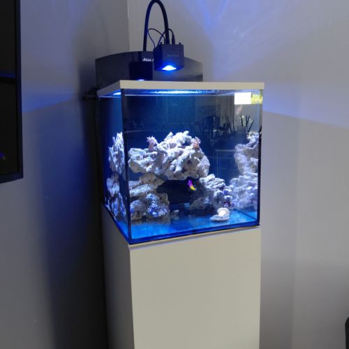 Poissons avec aquarium eau de mer complet