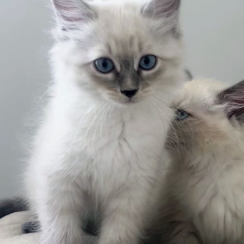 Chaton sibériens loof #1