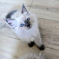 Chaton sibériens loof