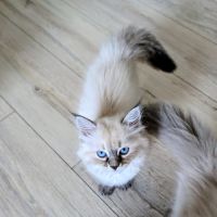 Chaton sibériens loof #5