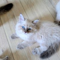 Chaton sibériens loof #6