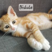 Chaton bidule