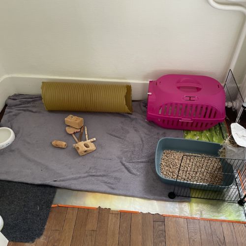 Lapin nain #2