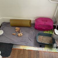 Lapin nain #2