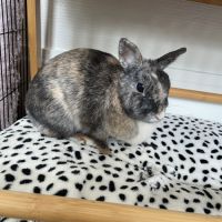 Lapin nain