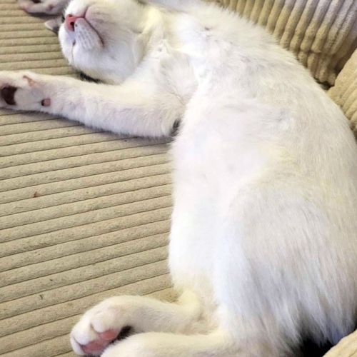 Jackson, une petite boule d'amour #2
