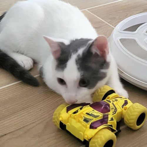 Jackson, une petite boule d'amour #3