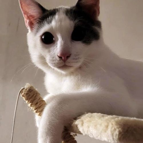 Jackson, une petite boule d'amour #5