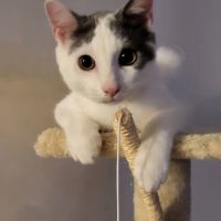 Jackson, une petite boule d'amour