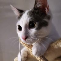 Jackson, une petite boule d'amour #4