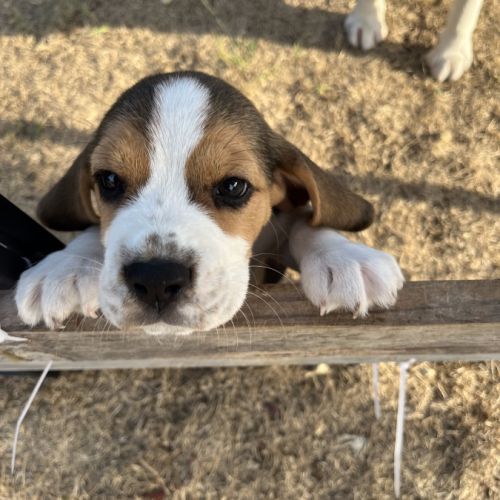 Chiots beagle #2