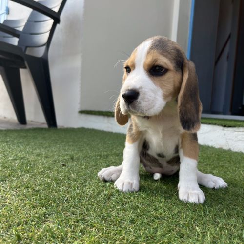 Chiots beagle #0