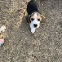 Chiots beagle #1