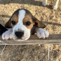 Chiots beagle #2