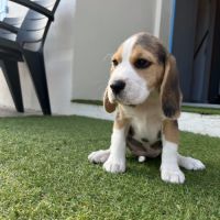 Chiots beagle