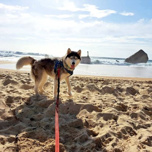 Chienne husky #2