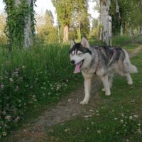 Chienne husky #1