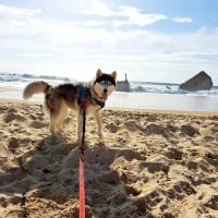 Chienne husky #2