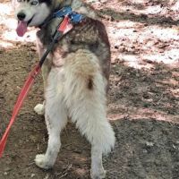 Chienne husky