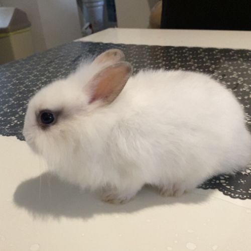 Lapin nain #0