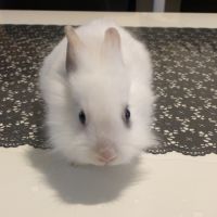 Lapin nain #1