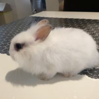 Lapin nain