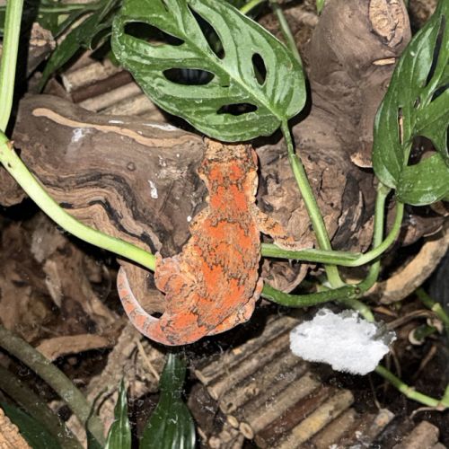 Gecko gargouille