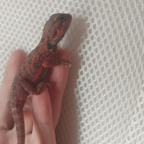 Jeunes pogona 25% red monster #0