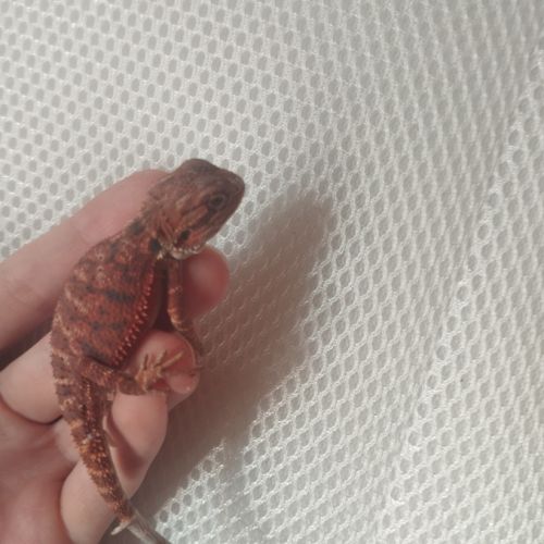 Jeunes pogona 25% red monster #2