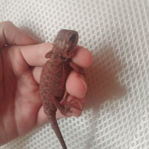 Jeunes pogona 25% red monster #3