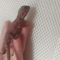 Jeunes pogona 25% red monster
