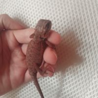 Jeunes pogona 25% red monster #3
