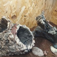 Jeunes pogona 25% red monster #4