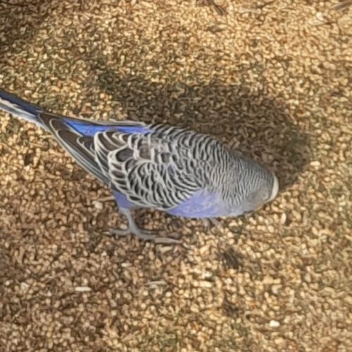 Perruche ondulée bleu #1