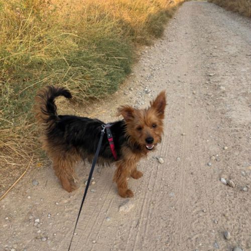 Gordi 6 ans, petite chienne adorable #0