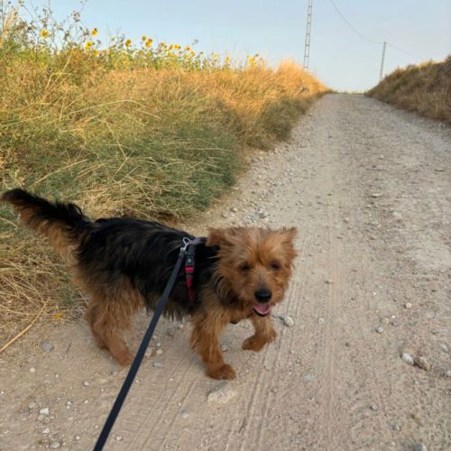 Gordi 6 ans, petite chienne adorable #2