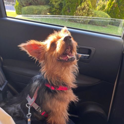 Gordi 6 ans, petite chienne adorable #4