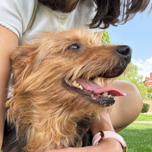 Gordi 6 ans, petite chienne adorable #5