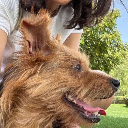 Gordi 6 ans, petite chienne adorable #6