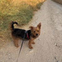Gordi 6 ans, petite chienne adorable