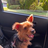 Gordi 6 ans, petite chienne adorable #3