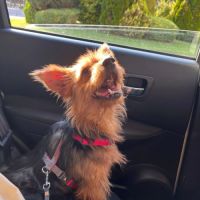 Gordi 6 ans, petite chienne adorable #4