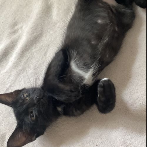 Oreo recherche sa famille pour la vie #0