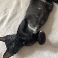 Oreo recherche sa famille pour la vie