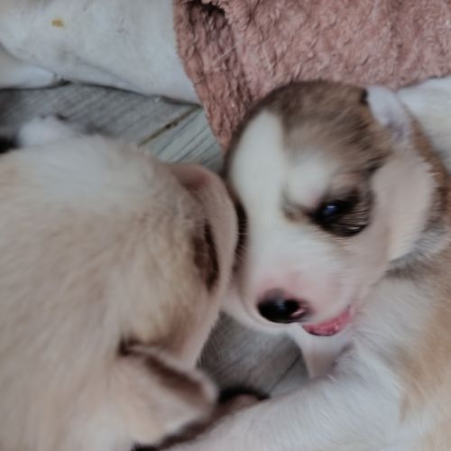 A réserver chiots husky sibérien #0
