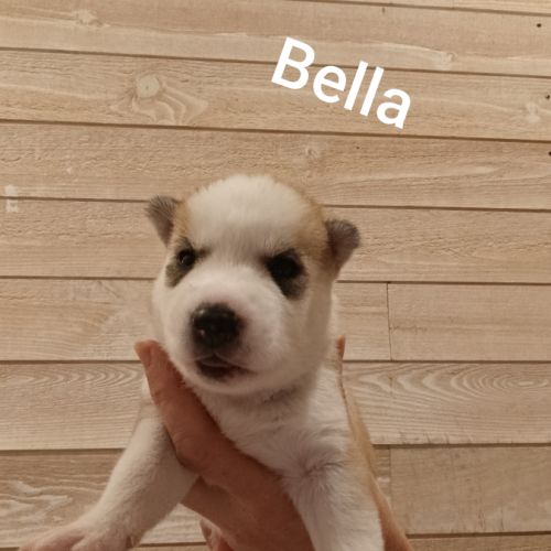 A réserver chiots husky sibérien
